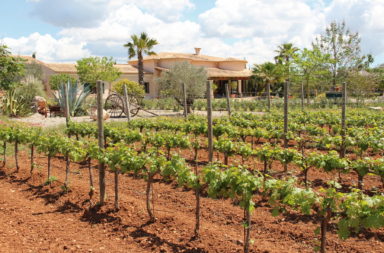 Weingut in Llucmajor © MARUCCIA
